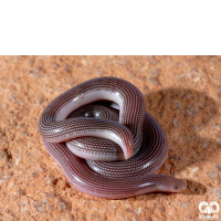 خانواده مارهای کرمی شکل Typhlopidae